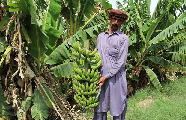 95 هزار تن موز در سیستان و بلوچستان تولید شد