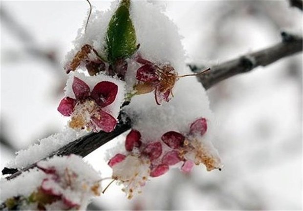 داغ سرمای بهاره بر دل کشاورزان خراسانی