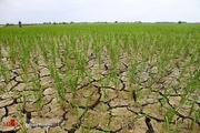 خشکسالی در شالیزار‌های مازندران + عکس