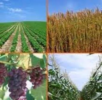 افزایش 16 درصدی تولیدات کشاورزی در دولت تدبیر و امید در آذربایجان غربی