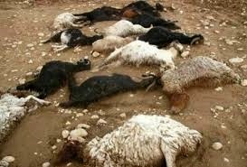 تلف شدن 11 گوسفند بر اثر حمله گرگ