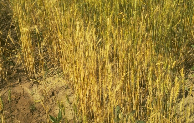 بیماری پاخوره در مزارع گندم مرودشت مشاهده شد