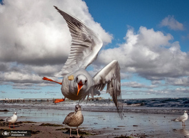 منتخب تصاویر امروز جهان- 27 مهر