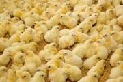 افزایش۱۷درصدی جوجه‌ریزی در مرغداری‌های هرمزگان