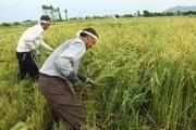 برداشت پنج هزار تن شلتوک برنج از شالیزارهای پارس آباد