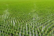 کشاورزان نگران کمبود آب نباشند