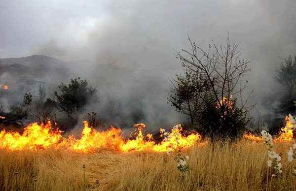 علف‌های هرز در منابع طبیعی قزوین، خطر آتش‌سوزی را افزایش می دهد