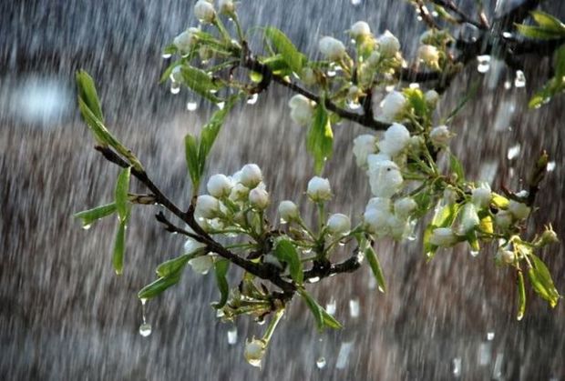 بارش باران در قصرشیرین 80 درصد افزایش داشته است