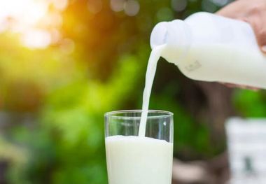 توقف صادرات شیرخشک قیمت لبنیات را تا 30درصد افزایش می دهد
