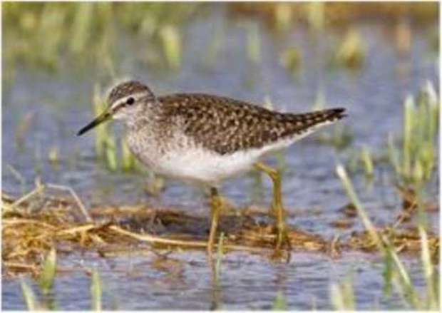 45 گونه پرنده آبزی در خراسان شمالی شناسایی شد