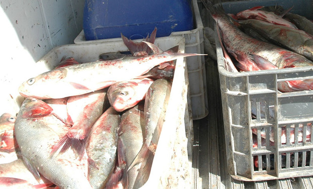 22 تن ماهی قاچاق در چابهار کشف شد