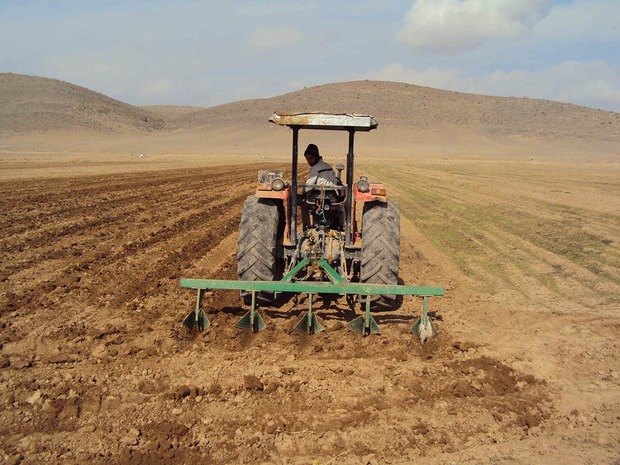نیم میلیون هکتار اراضی کردستان زیر کشت پاییزه می رود