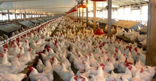 افزایش دما و کاهش جوجه ریزی عامل گرانی گوشت مرغ