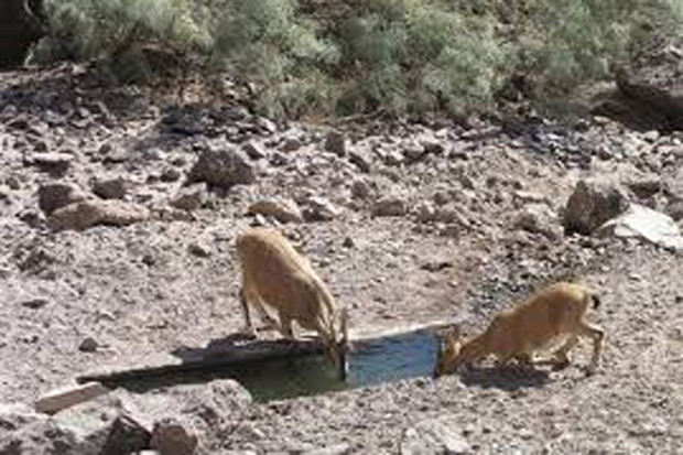 چشمه های مناطق حفاظت شده تاکستان ضدعفونی و پاکسازی شدند