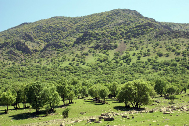 یک هزار و 125 هکتار جنگل در کردستان غنی سازی شد