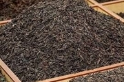 تولید ۱۴۰۰ تن چای خشک در سیاهکل گیلان