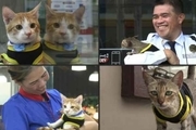 گربه های ولگرد در فیلیپین یار پلیس ها شدند! + عکس
