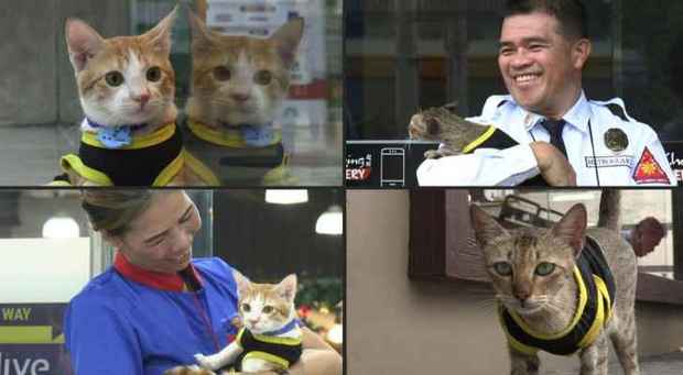 گربه های ولگرد در فیلیپین یار پلیس ها شدند! + عکس