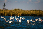 مرگ هزاران پرنده مهاجر در خلیج گرگان