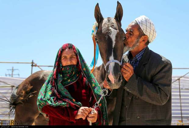 برترین های جشنواره ملی زیبایی اسب اصیل ترکمن معرفی شدند