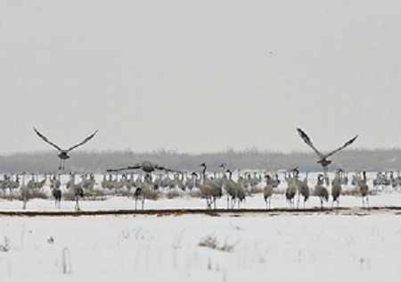 تالاب های غنی گیلان، میزبان افزون بر 200هزار پرنده مهاجر عرض های شمالی