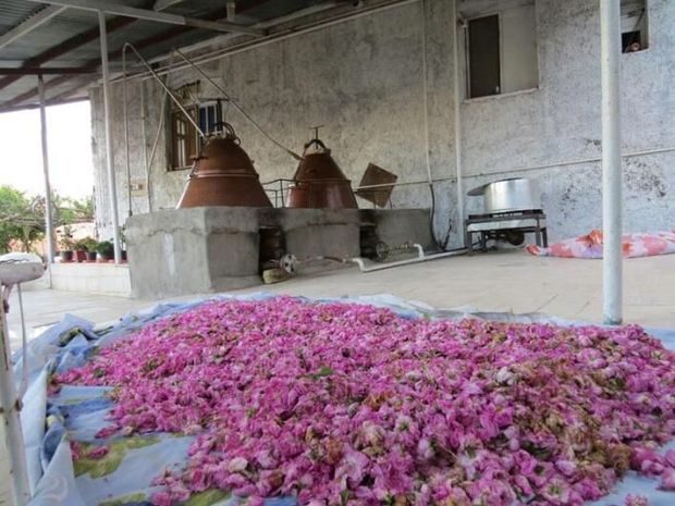 مجوز فرآوری ۲۸ هزار و ۹۲۳ تن گیاهان دارویی در استان مرکزی صادر شد