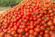 برداشت گوجه فرنگی در ایرانشهر از مرز پنج هزار تن گذشت