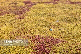 خرید تضمینی ۴۰هزار تن سیب صنعتی باغداران استان آذربایجان‌غربی