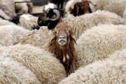 صادرات گوسفند برای مقابله با خشکسالی!