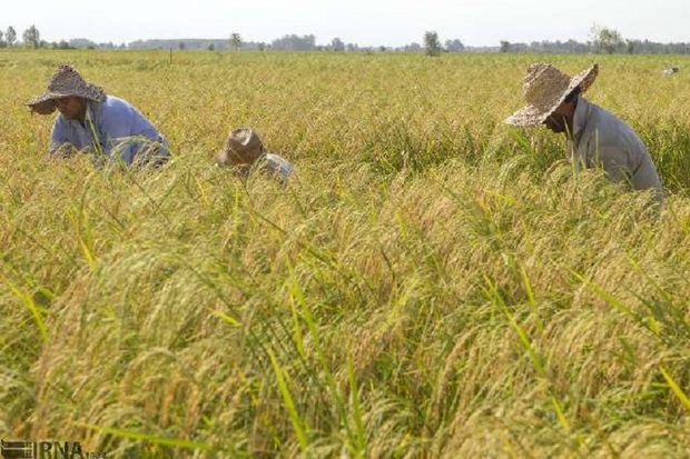 برداشت برنج در کهگیلویه و بویراحمد کاهش یافت