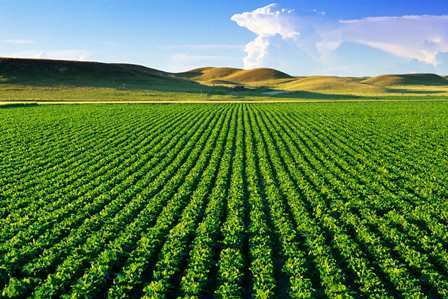 طرح آمارگیری هزینه تولید محصولات زراعی در جنوب کرمان اجرا شد