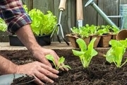 باغبانی چه اثراتی بر زندگی سالمندان دارد؟
