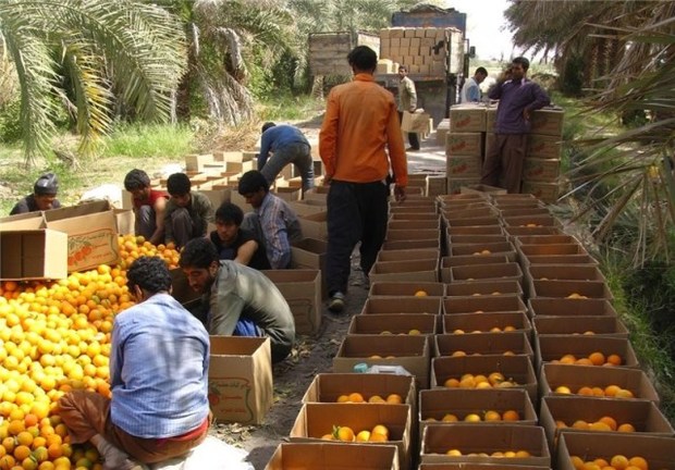 برداشت 498 هزار تن پرتقال از باغهای جنوب کرمان