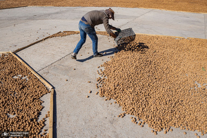 برداشت مکانیزه گردو در استان زنجان