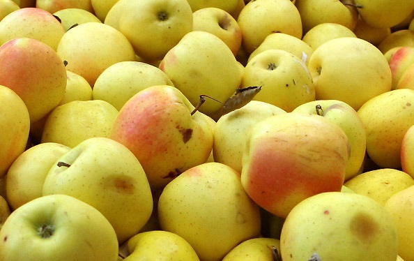 33 هزار تن سیب صنعتی از کشاورزان آذربایجان غربی خریداری شد