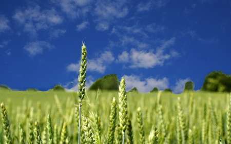 پیش بینی تولید 614 هزار تن گندم پاییزه در آذربایجان غربی
