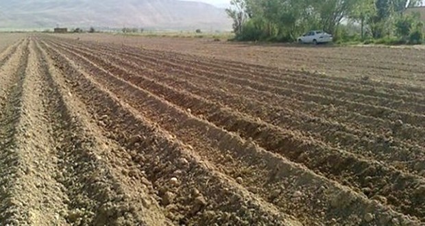 محصول 11 مزرعه آلوده به فاضلاب در دزفول معدوم شد