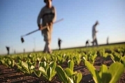 خسارت هزار و 680 میلیارد ریالی کرونا به واحدهای کشاورزی قزوین