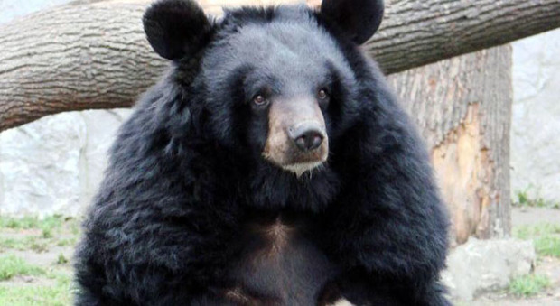 وضعیت زیستگاههای خرس سیاه بلوچی در نیکشهر پایش شد