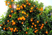 برداشت پرتقال از باغ های مرکبات اندیکا آغاز شد