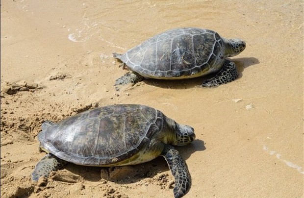 ساخت وسازها درسواحل تهدیدی برای لاکپشت های دریایی بوشهراست