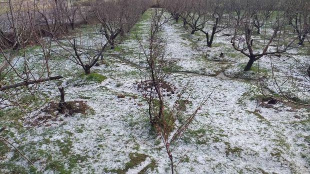 بارش تگرگ به باغات و زمین‌های کشاورزی کرمانشاه خسارت زد