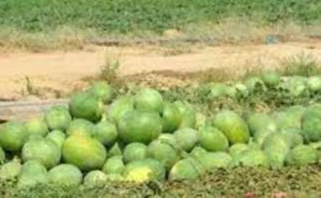 45 هزار تن هندوانه خوراکی گنبدکاووس تا دو هفته آینده به بازار می آید
