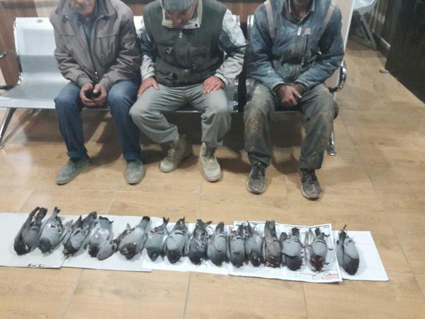 شکارچیان متخلف کبوتر چاهی در قروه دستگیر شدند