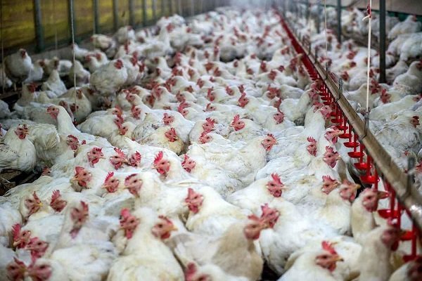 کشف ۱۰۰۰ قطعه مرغ قاچاق و فاقد مجوز در شهرستان بهار