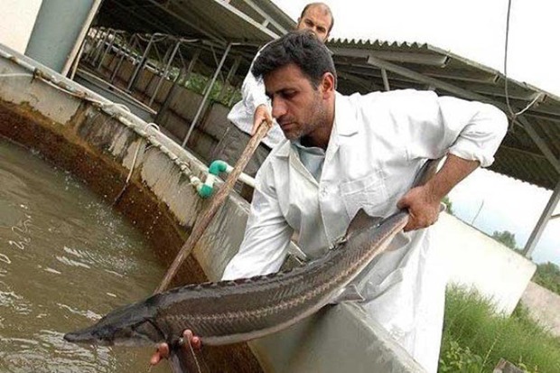 تولید ماهیان خاویاری در قزوین بیش از چهار برابر رشد یافت