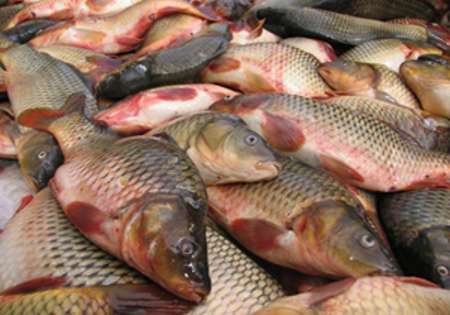 پیش بینی تولید بیش از 1600 تن ماهی در مزارع پرورشی خراسان شمالی