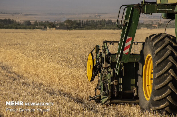 ۴۰ هزار تن گندم از زمین‌های کشاورزی شادگان برداشت می شود