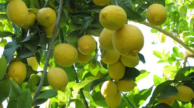 دادستان جهرم: تمهیدات لازم برای کنترل قیمت لیموی لیسبون انجام شود