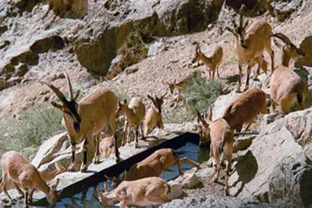 15 گروه محیط بانی پستانداران خراسان شمالی را سرشماری می کنند